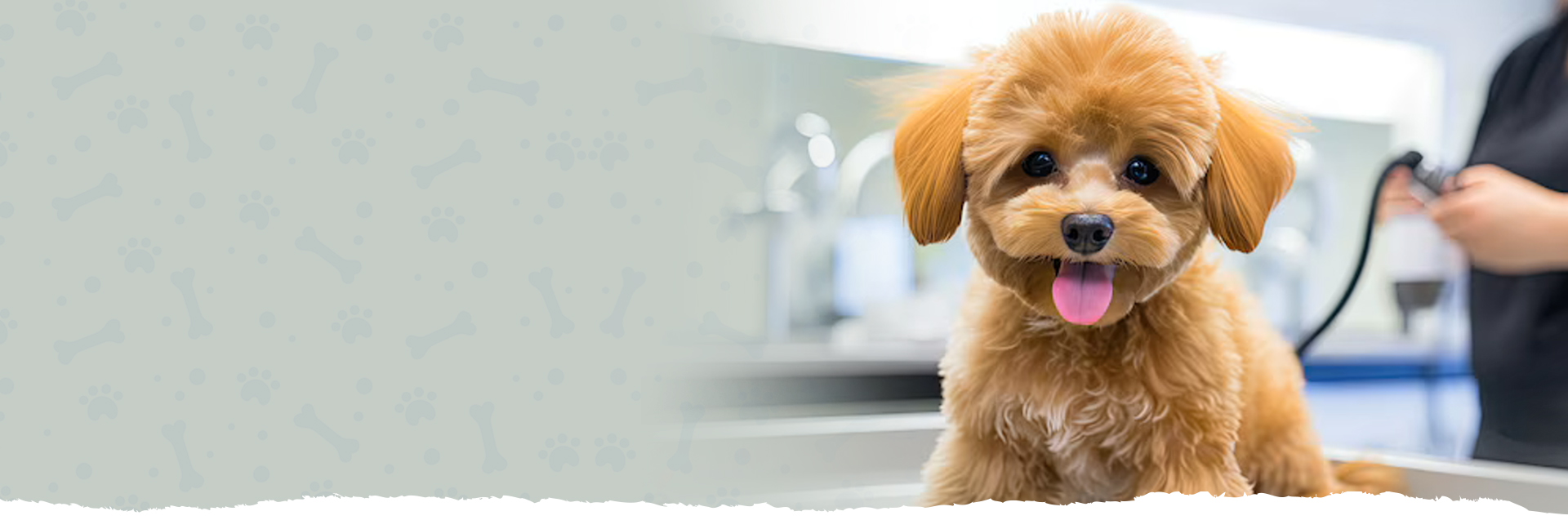 Tuzla Aquapet Kuaför